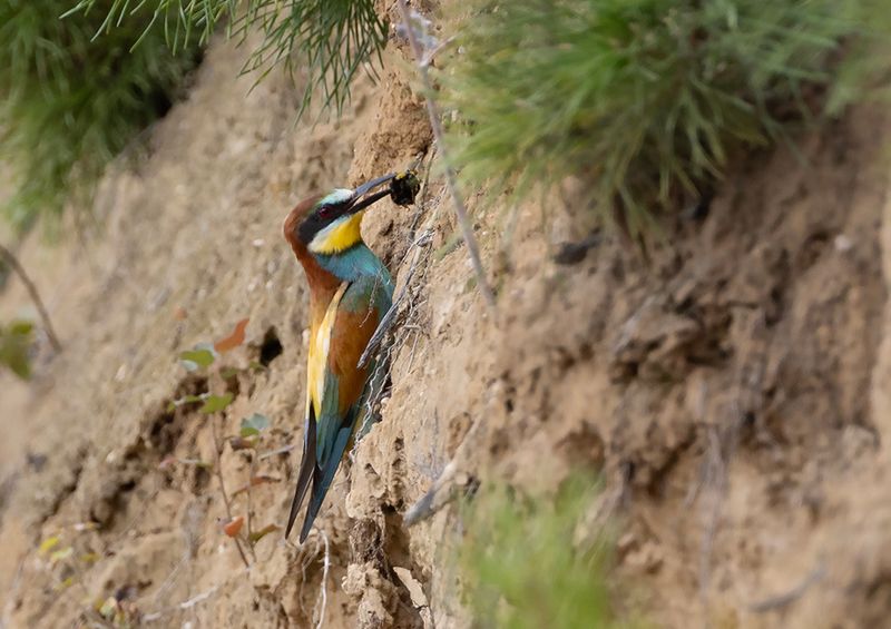 European Bee-eater