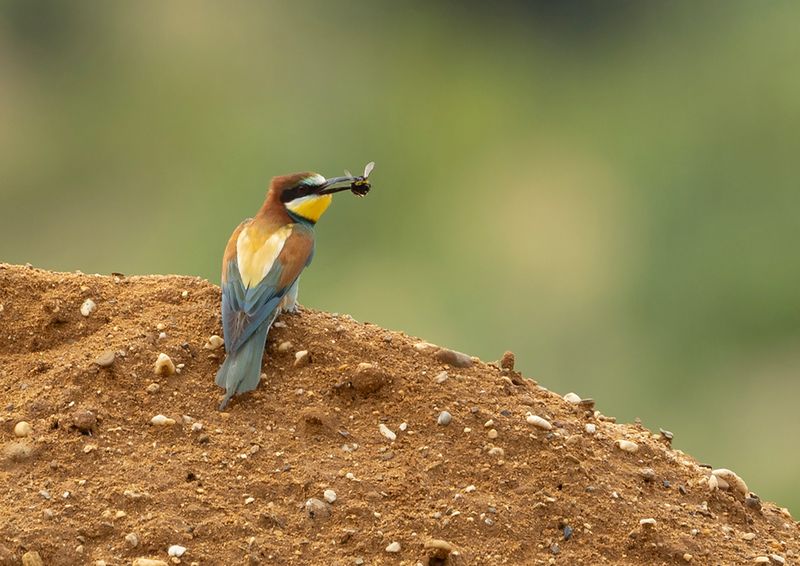 European Bee-eater