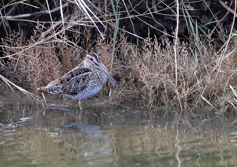 Common Snipe