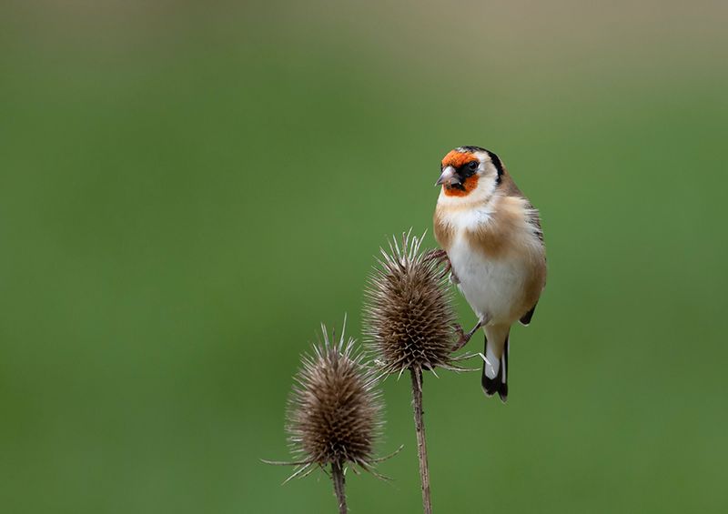 Goldfinch