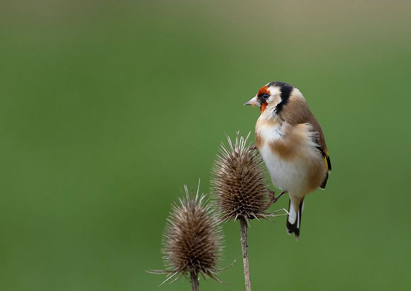 Goldfinch