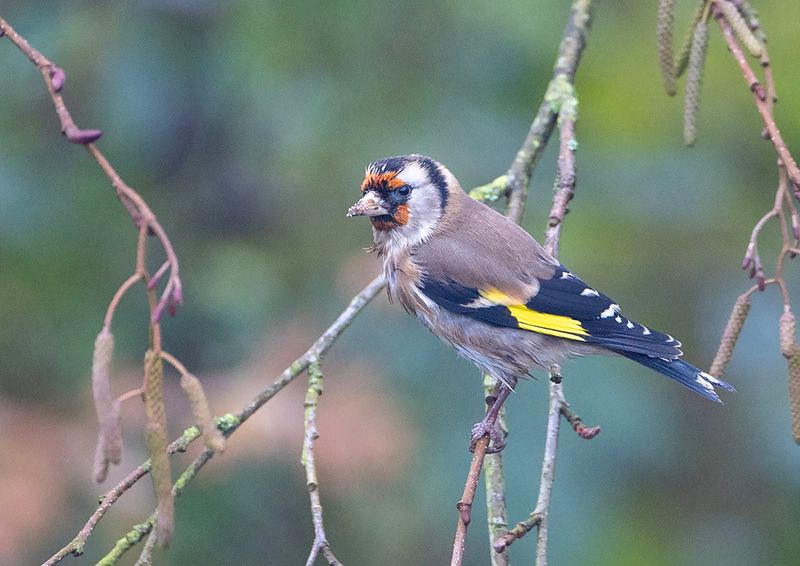Goldfinch