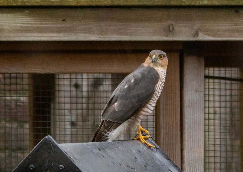 Eurasian  Sparrowhawk