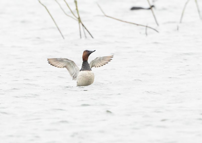 Canvasback