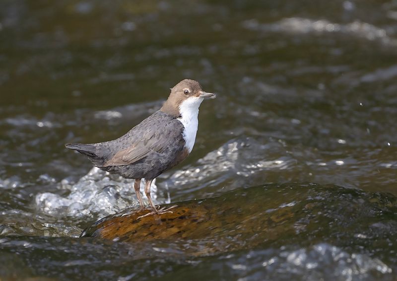 Dipper