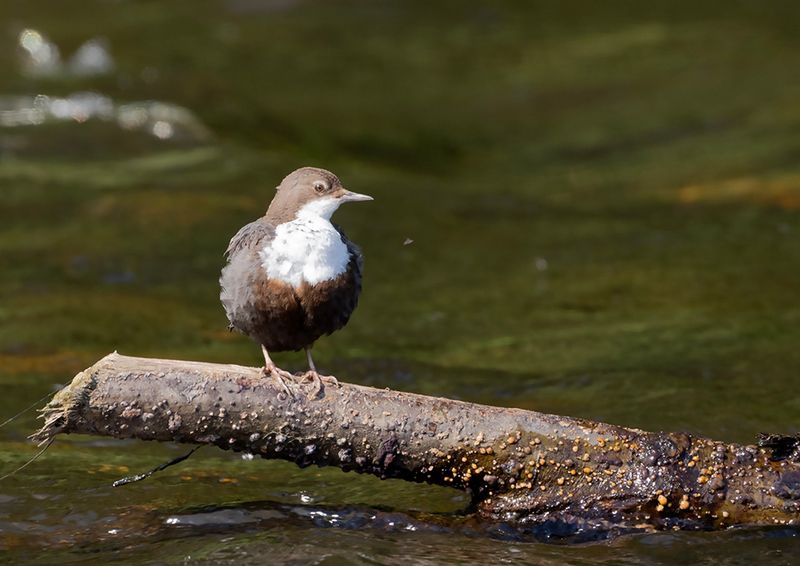 Dipper