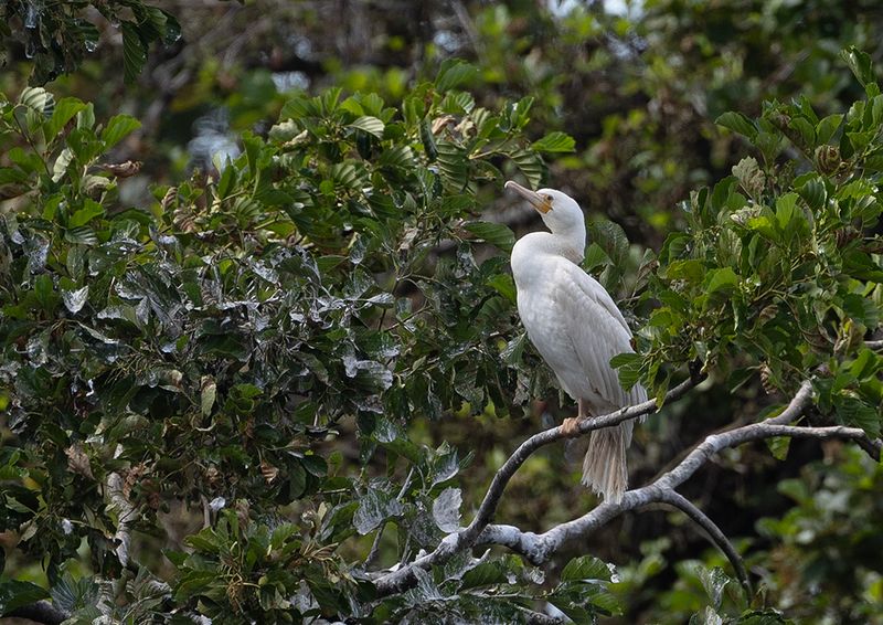 Great Cormorant