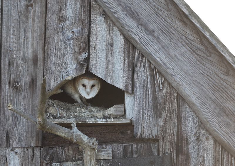 Barn Owl