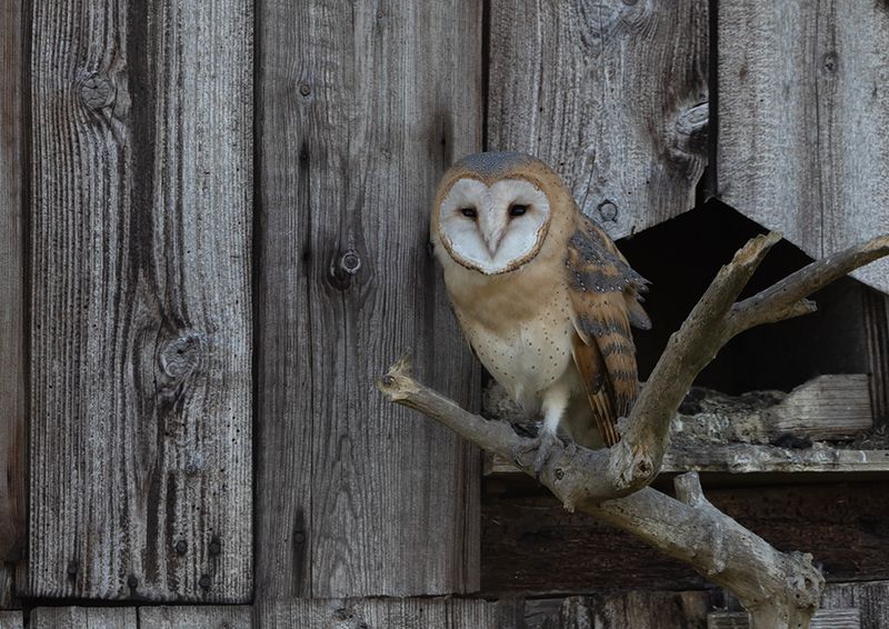 Barn Owl