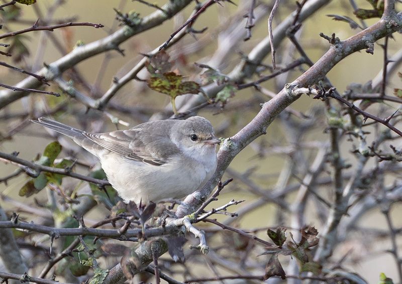 Barred Warbler