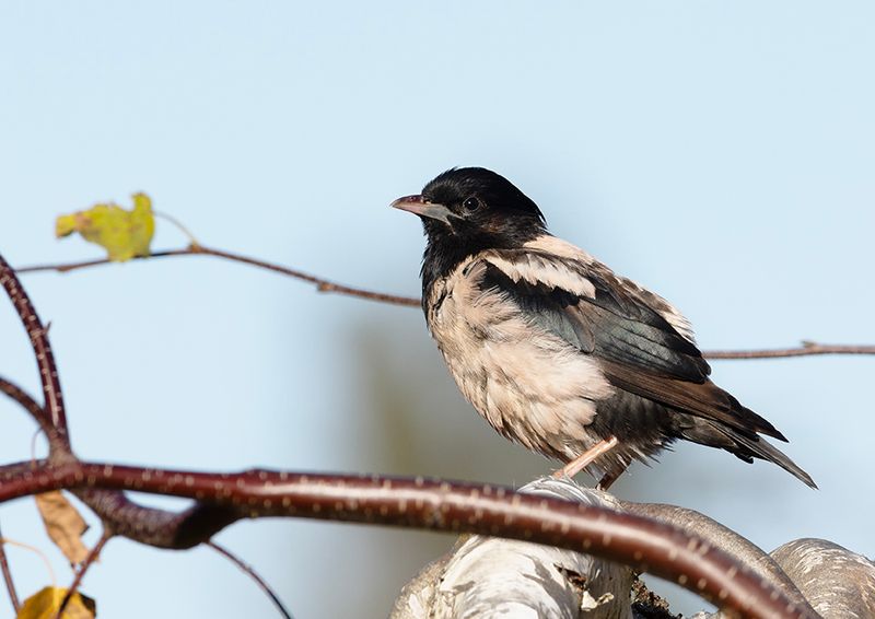 Rosy Starling