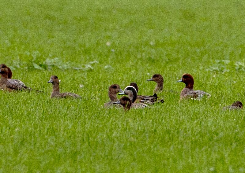American Wigeon