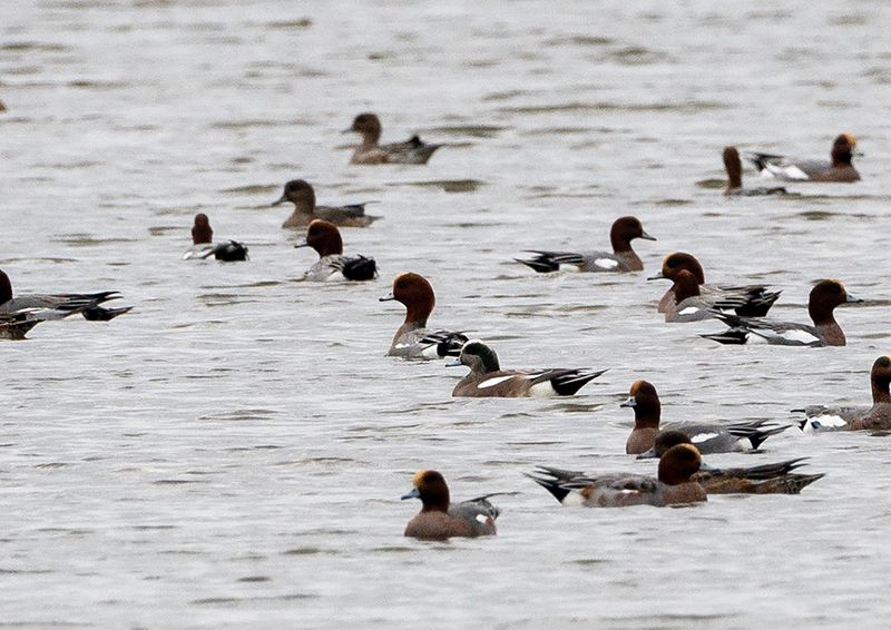 American Wigeon