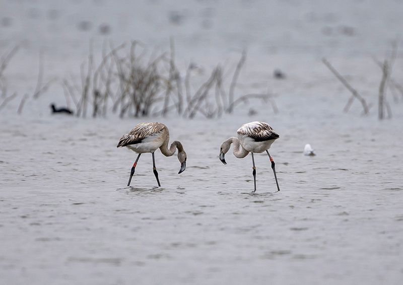 Greater Flamingo