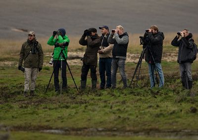 Twitching birders, mostly in the Netherlands 