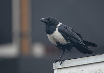 Pied Crow