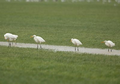 Great White Egret