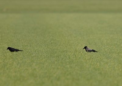 Hooded Crow