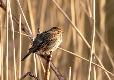 Little Bunting