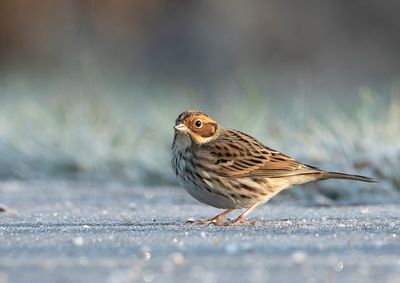 Little Bunting