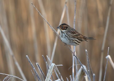 Little Bunting