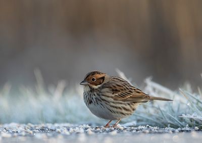 Little Bunting