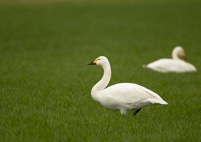 Tundra Swan