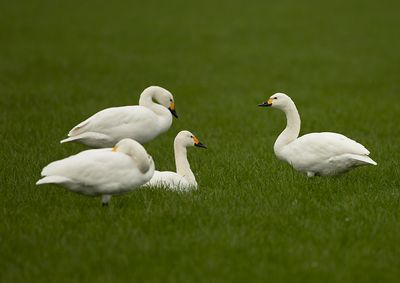 Tundra Swan