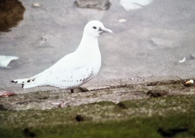 Rare Birds in the Netherlands 1990 by Co van der Wardt