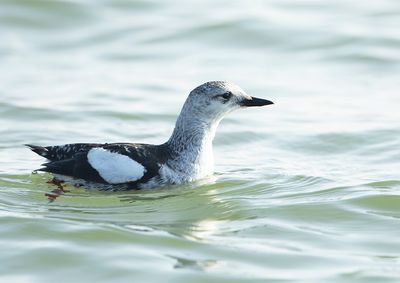 Black Guillemot