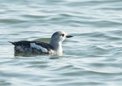 Black Guillemot