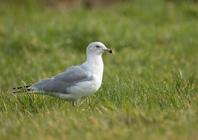 Ring-billed Gull named Kajzerka