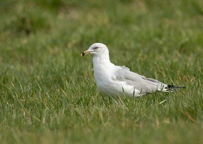 Ring-billed Gull named Kajzerka