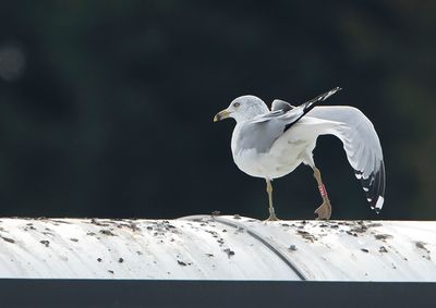 Ring-billed Gull named Kajzerka