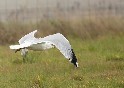 Ring-billed Gull named Kajzerka