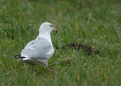 Ring-billed Gull named Kajzerka
