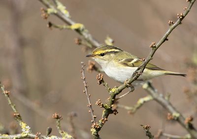 Palla's Leaf Warbler