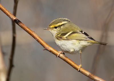 Palla's Leaf Warbler