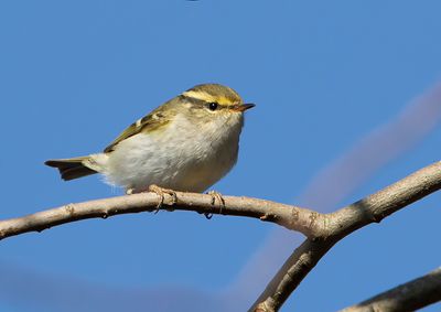 Palla's Leaf Warbler