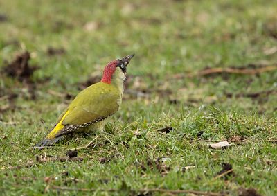 Green Woodpecker