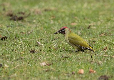 Green Woodpecker