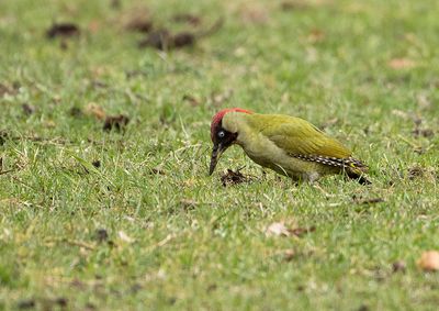 Green Woodpecker