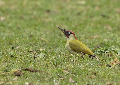 Green Woodpecker