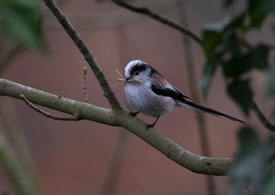 Long-tailed Tit
