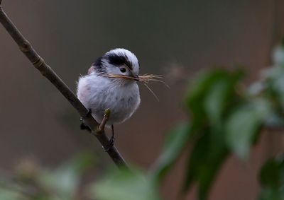 Long-tailed Tit