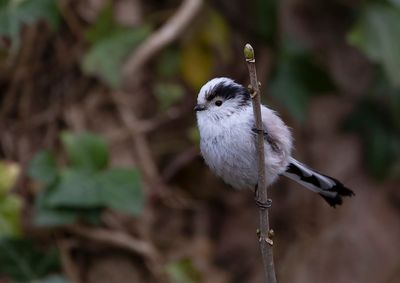 Long-tailed Tit