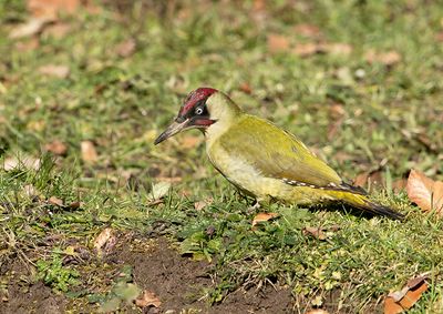 Green Woodpecker