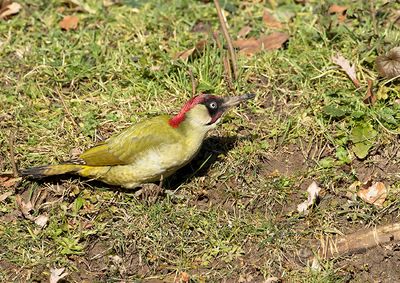 Green Woodpecker