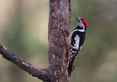 Middle Spotted Woodpecker