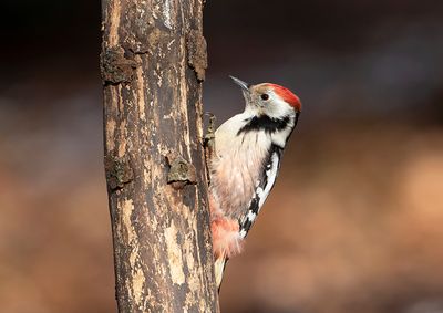 Middle Spotted Woodpecker